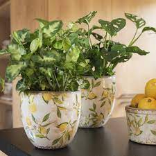 Rembrandt Lemon and Leaves Planter Pair
