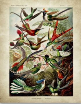 Sisters Matter Art - Ernst Haeckel