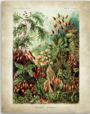 Sisters Matter Art - Ernst Haeckel