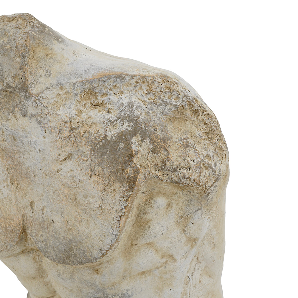 Rembrandt Belvedere Bust