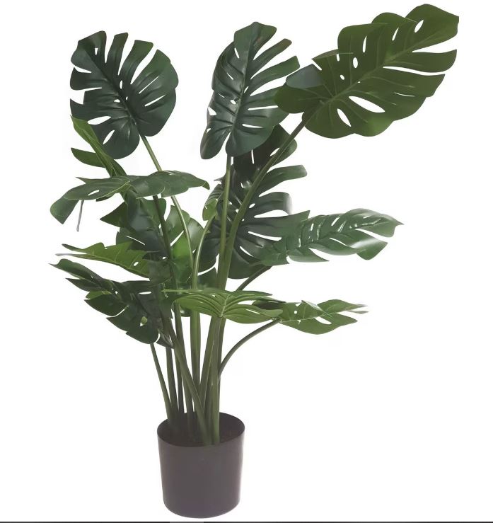 Rembrandt Monstera Plant