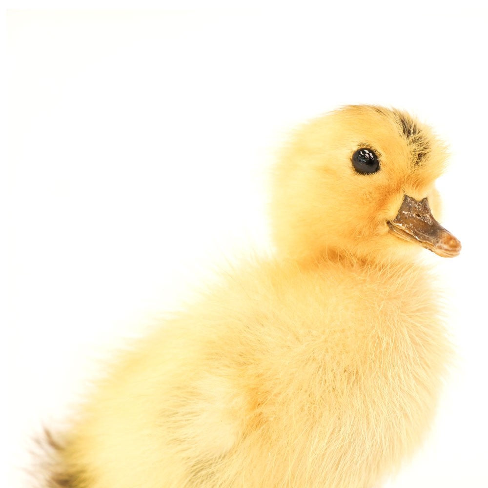 Hawthorne Taxidermy Duckling - Mounted