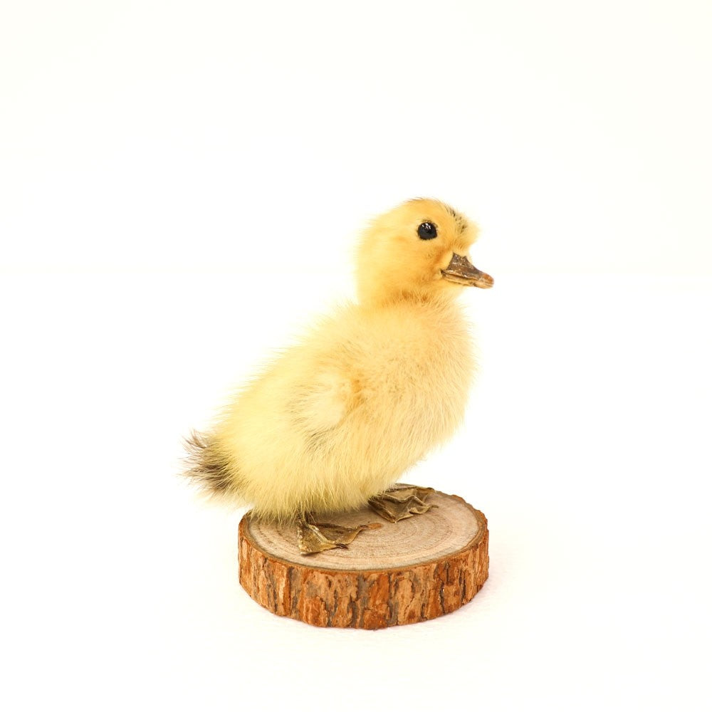 Hawthorne Taxidermy Duckling - Mounted