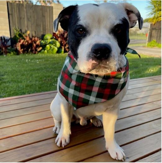 Olives Kitchen Dog Bandana