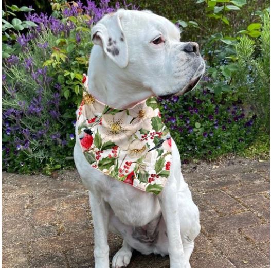 Olives Kitchen Dog Bandana